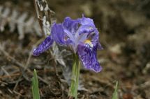 IMG_8099 Wildblume Schwertlilie.jpg
